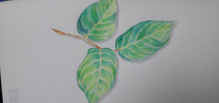 daily drawing project leaves